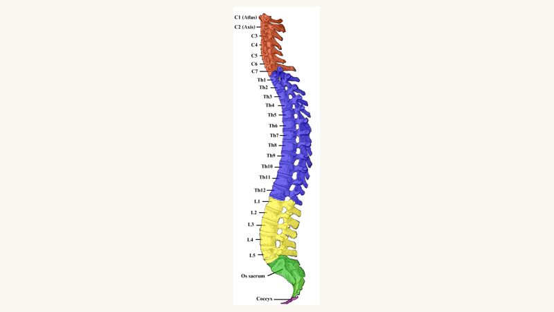 Gray's Anatomy illustration of the vertebral column, coloured by region